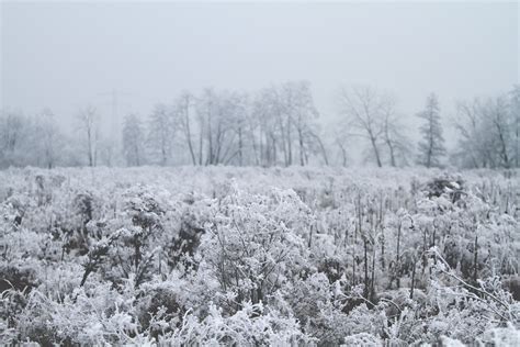 Free Images Tree Forest Winter Frost Weather Season Habitat