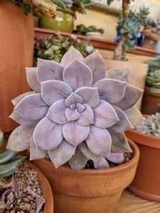 Watering Succulents Graptopetalum Pentandrum Superbum Succulentdotcare