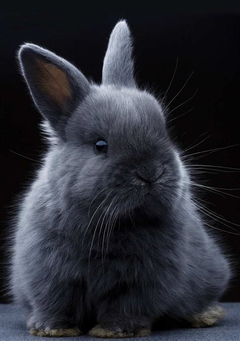 Can Rabbits See In The Dark Every Bunny Welcome