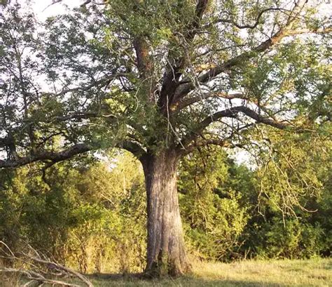 Blue Ash Tree