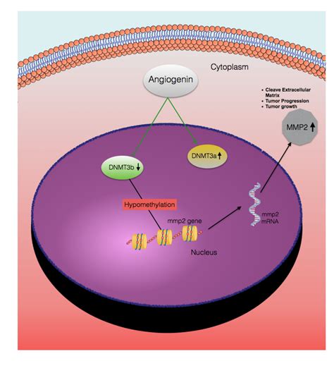 A Hypothetical Representation Of The Regulatory Pathway Underlying