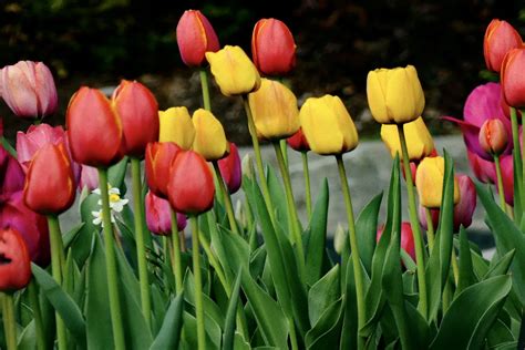 Est Ce Le Bon Moment Pour Tailler Vos Tulipes D Couvrez Ici La R Ponse