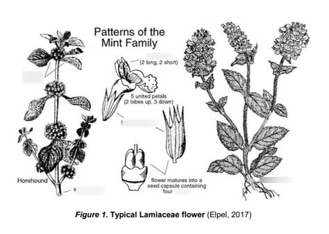 Diagram of Patterns of the Mint Family (Lamiaceae) | Quizlet