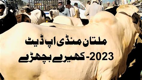 Multan Mandi Latest Update Multan Cow Mandy Update Abluq And Kheery