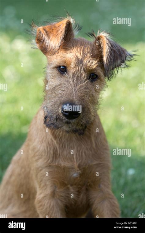 3 Monate Alten Weiblichen Irish Terrier Welpen Stockfotografie Alamy