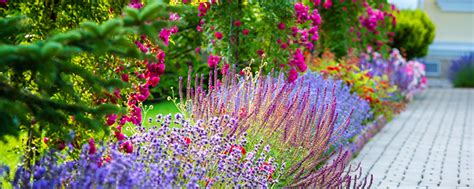 Creating a Harmonious Perennial Border - Shonnard's Nursery