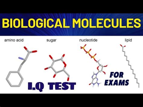 Igcse Biology Questions And Answers Biological Molecules Youtube