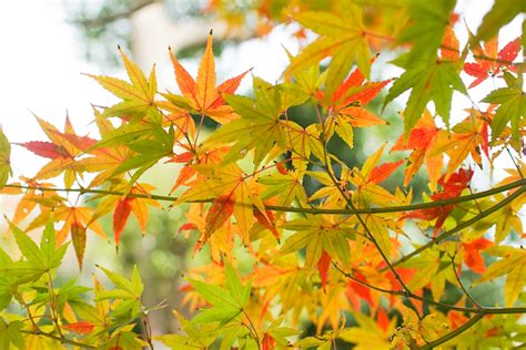 於大公園（メタセコイア・ラクウショウ並木）愛知県知多郡の観光・撮影スポットの名所 東海カメラマップ