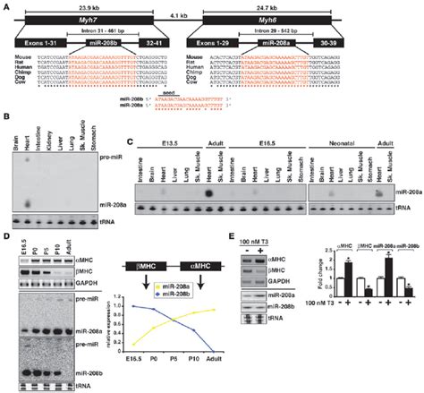 Myh7 Rt Pcr Gene Expression Assay Gxd