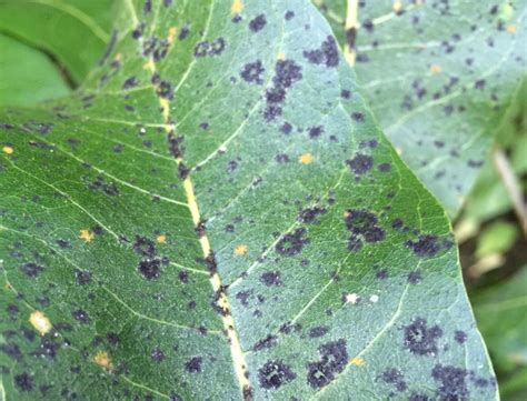 Black Spots On Peony Leaves