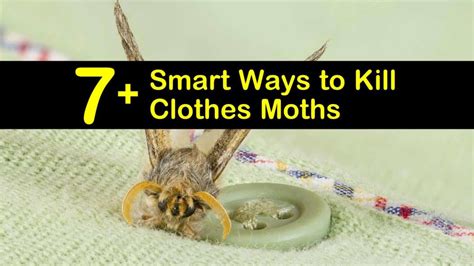 Smart Ways To Kill Clothes Moths