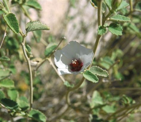 Plantfiles Pictures Hibiscus Species Paleface Rock Hibiscus