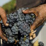 Vendemmia Per Il Primitivo Di Manduria Uve Sane E Ottimo Grado