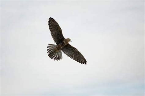 Welcome To Adams Falconry Service Bird Abatement