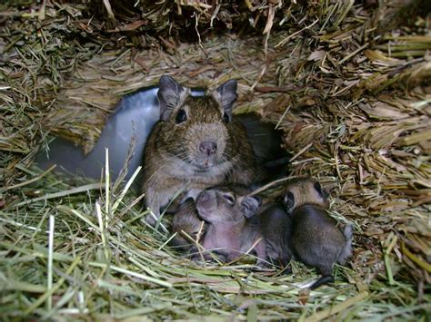 10 Degu Baby´s Suchen Ein Neues Zu Hause Degus