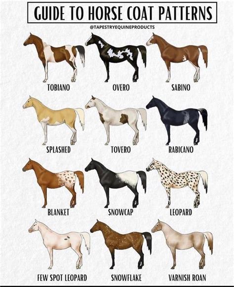 the different types of horses that can be found in each horse's coat ...