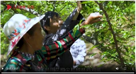 云南鲁甸：小小花椒树 致富大产业 关注森林