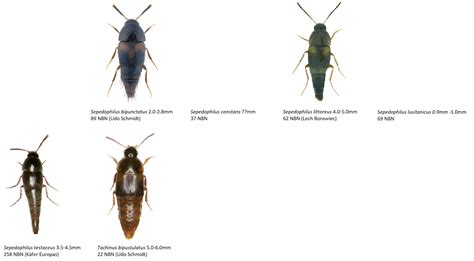 Staphylinidae_Phloeocharinae - Dr. Ross Piper