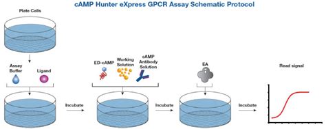 Camp Hunter® Express アッセイキット Discoverx社；gpcr凍結細胞とcamp評価用試薬がセットになったready