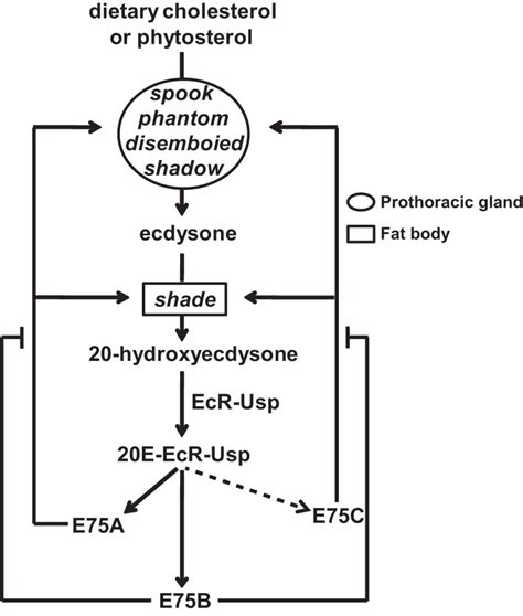 Hydroxyecdysone E Primary Response Gene E Isoforms Mediate