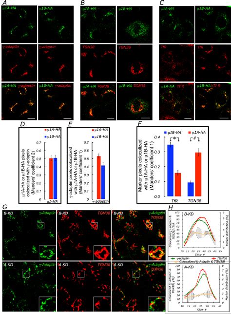 Figure From The Clathrin Adaptor Ap A Mediates Basolateral Polarity