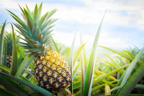 Get ready for the 2022 Pineapple Festival - Lanai 96763