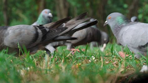 Low angle view of pigeons eat bread or food on grass. closeup speed