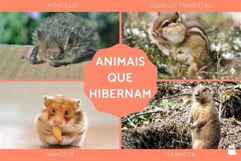 Animais Que Hibernam E Caracter Sticas Do Processo