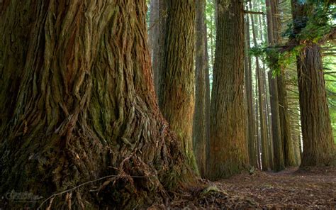 Otway Forest Victoria Australian Geographic