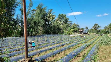 Inovasi Baru Bercocok Tanam Cabe Dengan Batang Perlobang Tanam