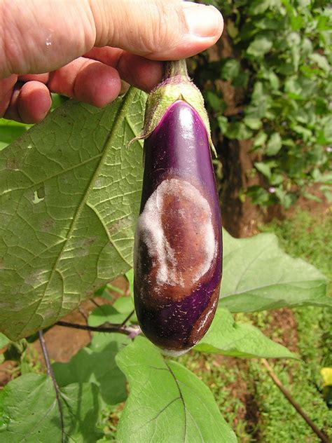 Eggplant Diseases And Pests Description Uses Propagation