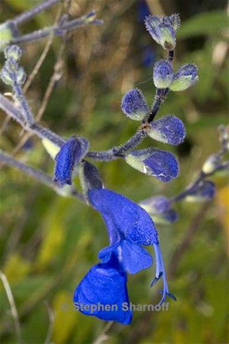 Salvia Sagittata