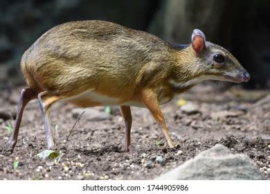 Lesser Mousedeer Lesser Malay Chevrotain Kanchil Stock Photo 1744905986 | Shutterstock