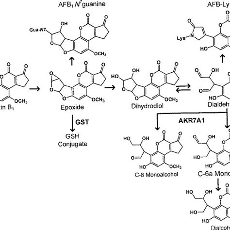 Schematic Of Enzymatic And Chemical Conversion Of Afb 1 To The Reactive