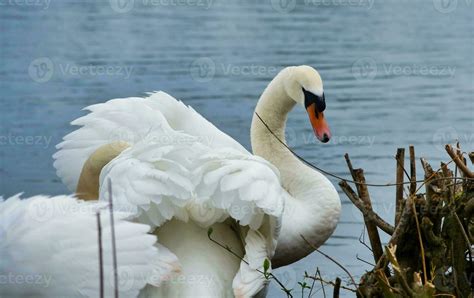 Most Beautiful Image of White British Swan in the Lake of Milton Keynes ...