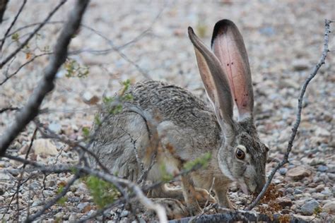 Desert Cottontail Rabbit Facts Behavior Care And More Pet Breeezy