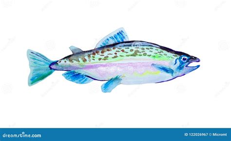 Watercolor Painting Pink Salmon Fish Humpback Atlantic Vector