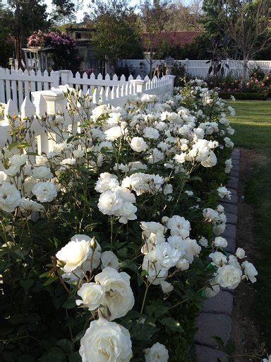 25 Peony Garden Design Ideas You Will Love In A Heartbeat