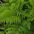 Athyrium Filix Femina Lady In Red Wietlica Samicza Sadzawka Pl