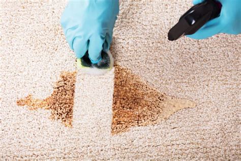 How To Clean Old Cat Vomit Stains From Carpet | Homeminimalisite.com