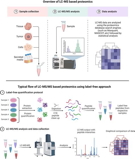 Frontiers An Overview Of Glioblastoma Multiforme And Temozolomide