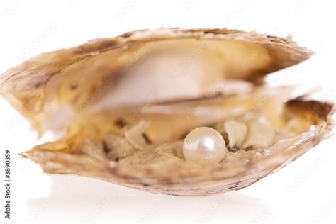 Pearl Inside An Oyster Shell Stock Photo Adobe Stock