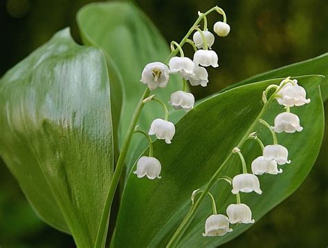 Convallaria Majalis O Lirio De Los Valles Todo Acerca De Ella