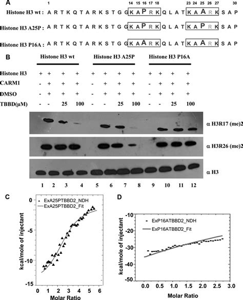 The Proline Residue Pro 16 Of The Histone H3 Tail Is Responsible For