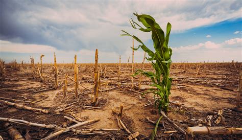 Flash Droughts Are Increasing Around The World Due To Warming Climate