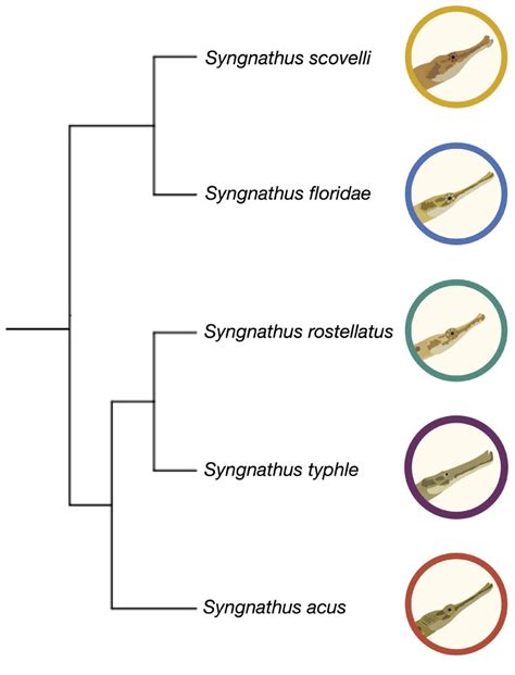 Cladogram Of The Five Syngnathus Species In This Study This Phylogeny