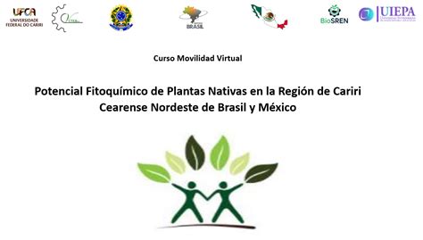 Curso Potencial Fitoqu Mico De Plantas Nativas En La Regi N De Cariri