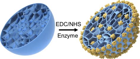 Schematic For The Process Of Enzyme Immobilization The Carboxyl Groups