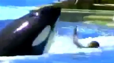 Huge Killer Orca Had Dead Seaworld Trainer In Its Mouth As Visitor Came