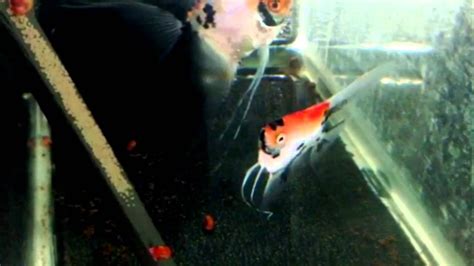 Koi Pearlscale Angelfish Breeding Pair #1555 - YouTube